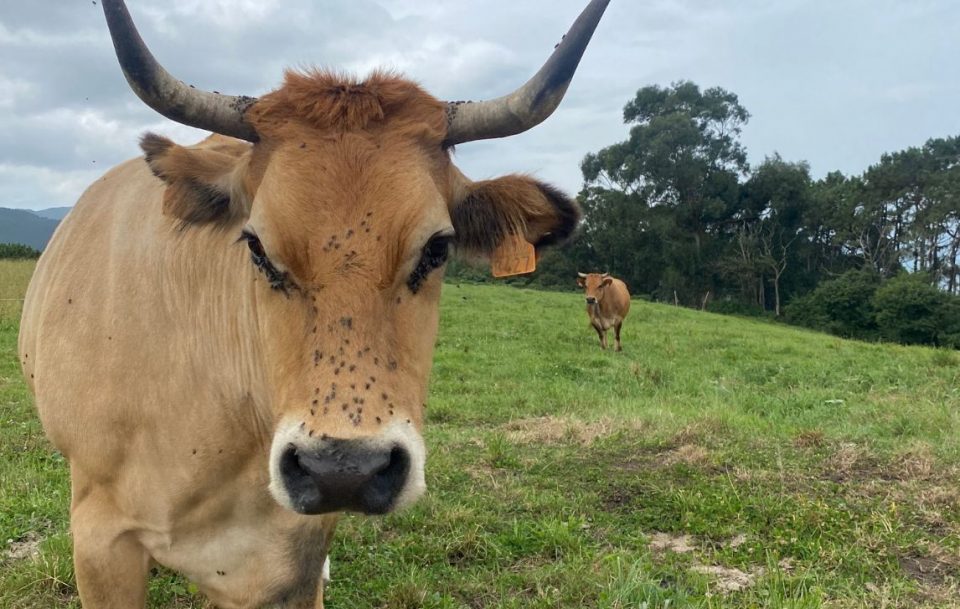 Closeup of a cow with prominent horns standing in a lush green field under a grey sky.