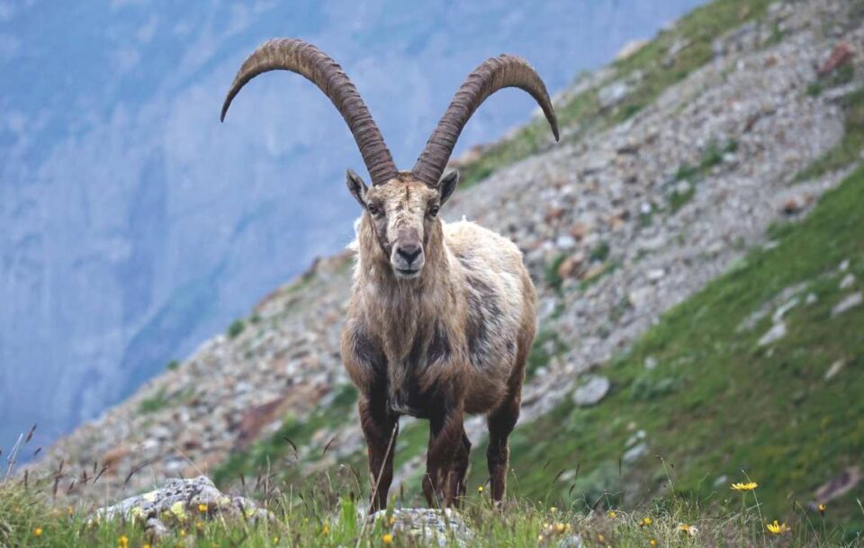 Tour du Mont Blanc011