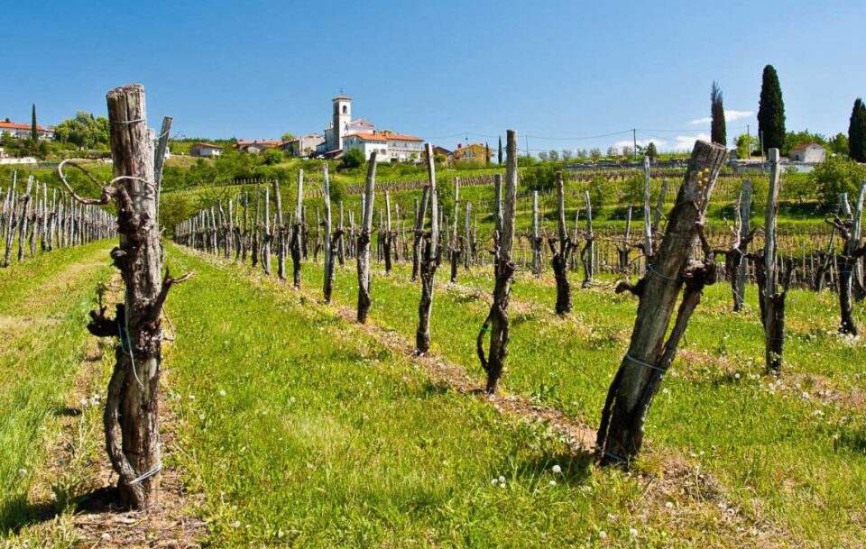 Wineries in Slovenia ar a real highlight. This vineyard is captured before leaves and grapes have grown but grass is lush and green