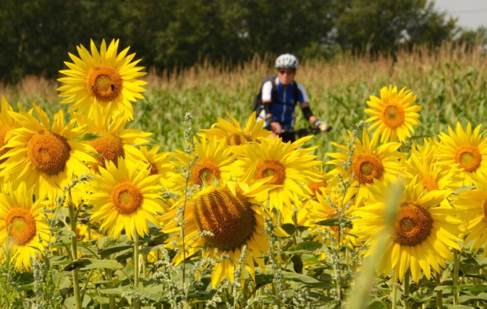 Sunflowers on the Danube.