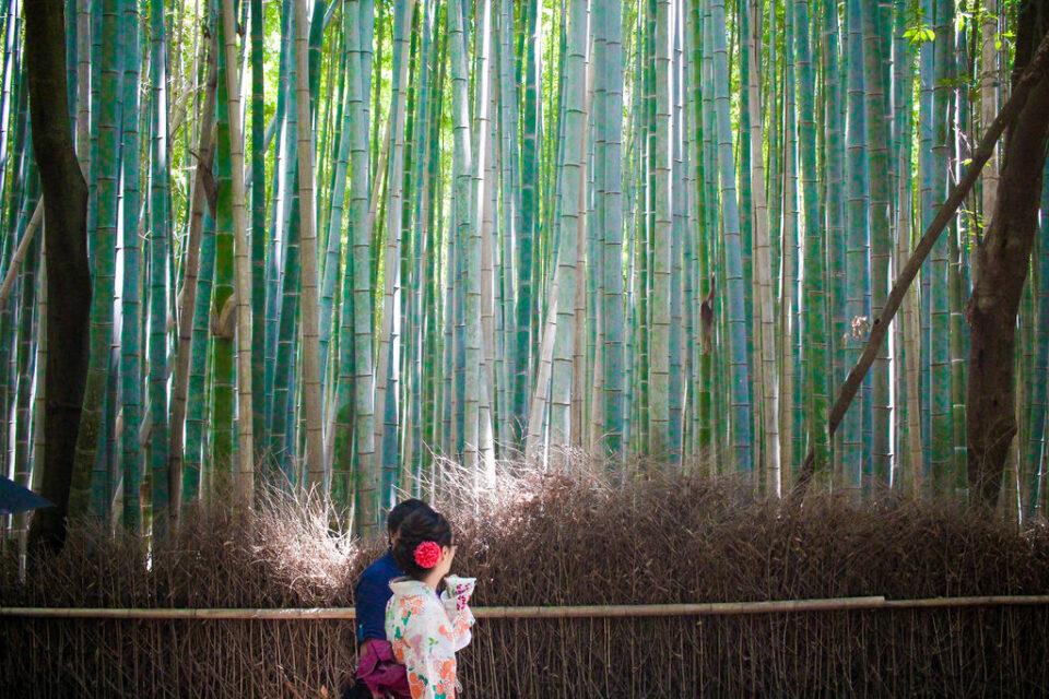 Bamboo forest in Kyoto