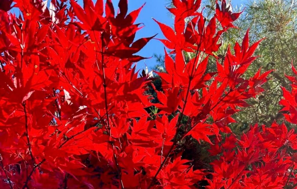 Vibrant red leaves on a tree along the trail of Nakasendo Way