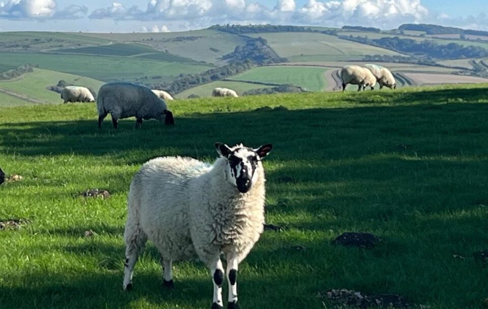 Sheep dotted in the landscape on the South Downs Way.