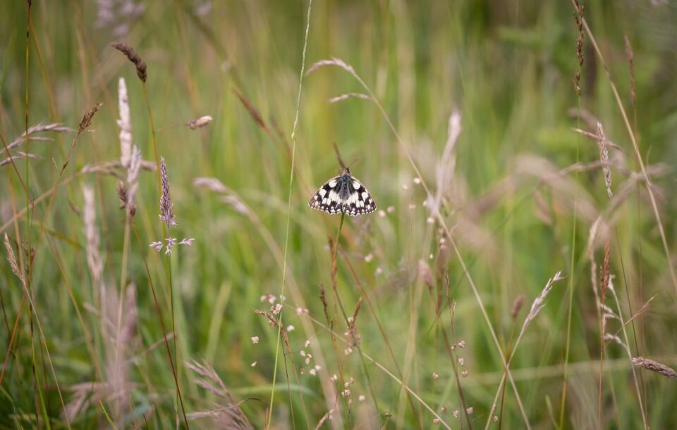 South Downs Way - Arundel to Eastbourne