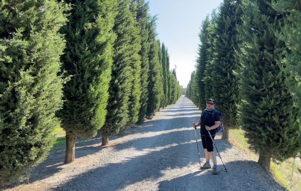 Hiker on path that is lined with Cypress Pine Trees