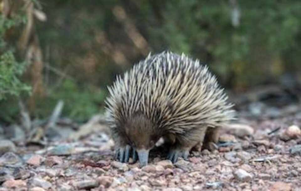 Close up of an echidna near a walking trail