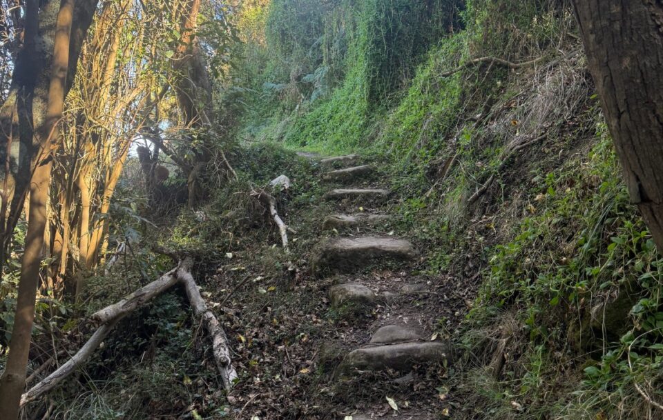 Close up of worn and slippery wooden steps in bushland on the Great Ocean Walk.