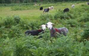 Two cute newly shorn sheep in a green field on the Coast to Coast Path in England