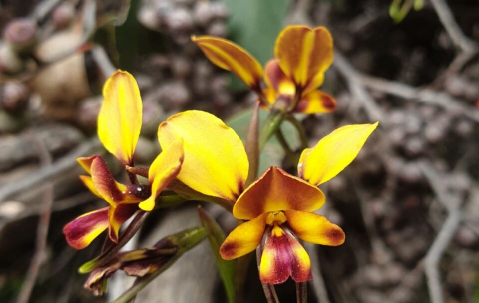 Wildflowers WA Cape to Cape Track