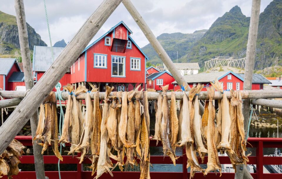 Drying stockfish cod in authentic traditional fishing village with traditional red rorbu houses in summer in Norwegian fjord. Lofoten islands, Norway