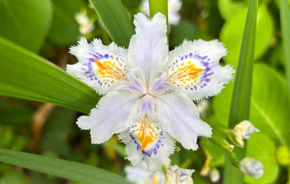 Flowers in Japan Nakasendo