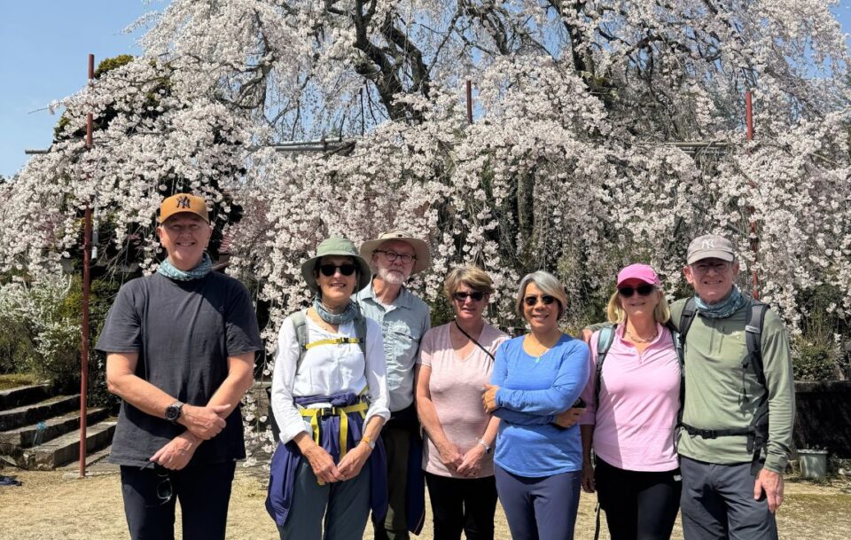 Group Hikers Cherry Blossoms Nakasendo Way Japan