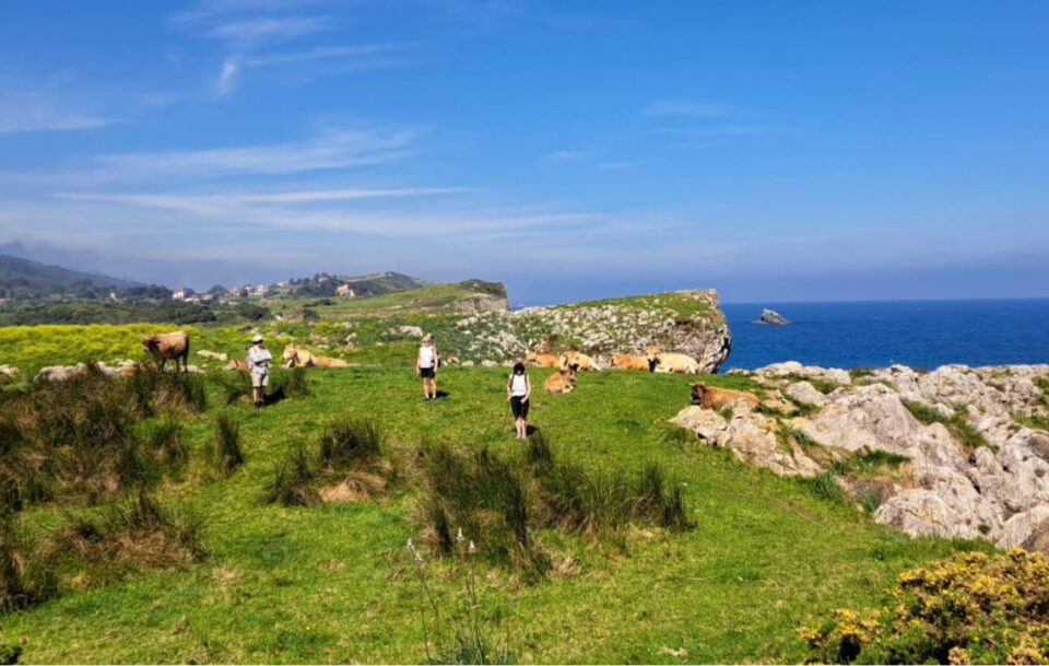 Hikers walking through a field of cows near the coastline of a section of the Camino del Norte in Spain