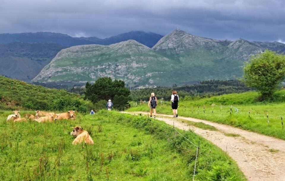 Hikers walking along a dirt path towards mountains with cows sitting in a field, on the Camino del Norte in Spain