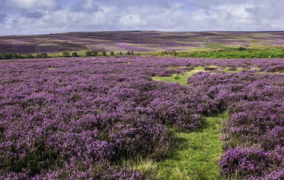 Fields of heather in The Cotswolds