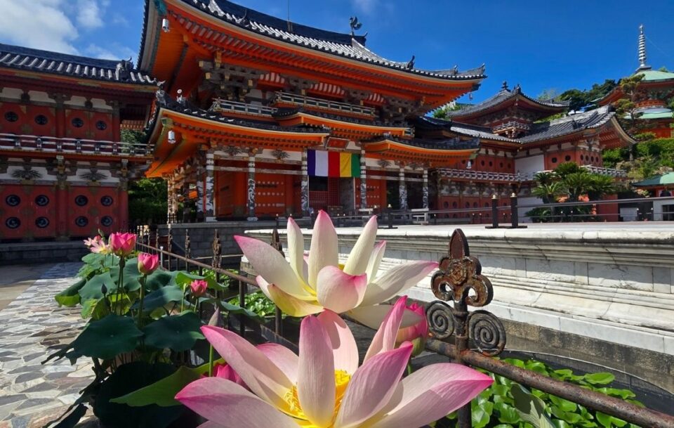 Large white lotus flowers in bloom in front of a Japanese temple, Shimanami Kaido