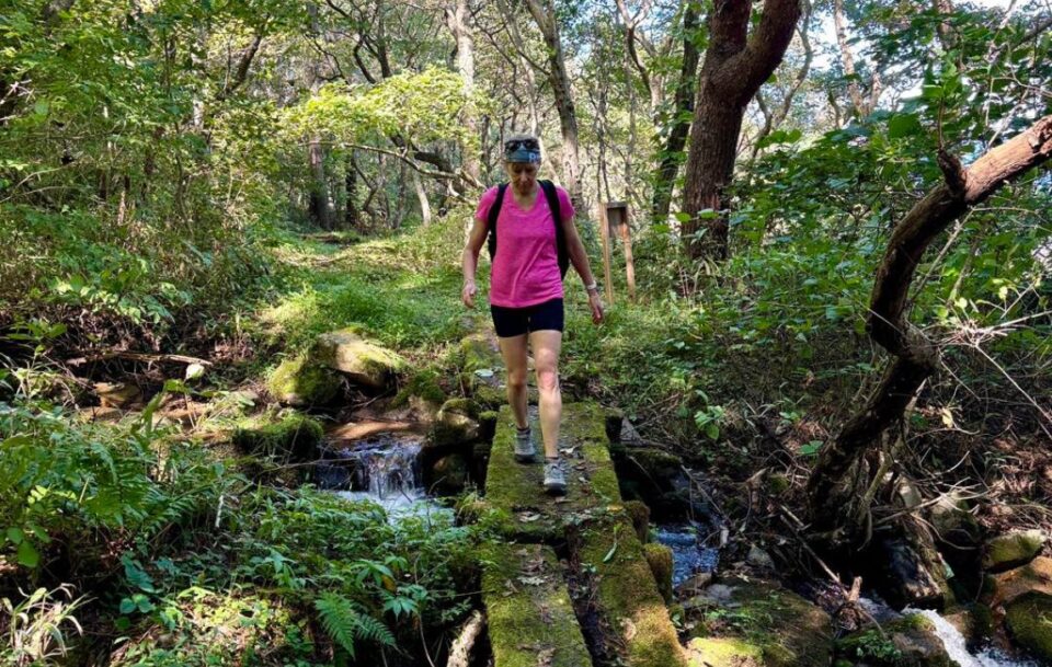 A hiker concentrates as she crosses a stream on a mossy plank in a dense forest on the Michinoku Coastal Trail.