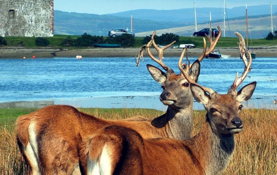 Local Animals Isle of Arran