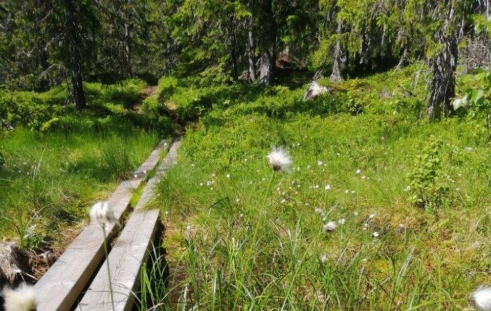 Boardwalk on St Olav's Way, Norway