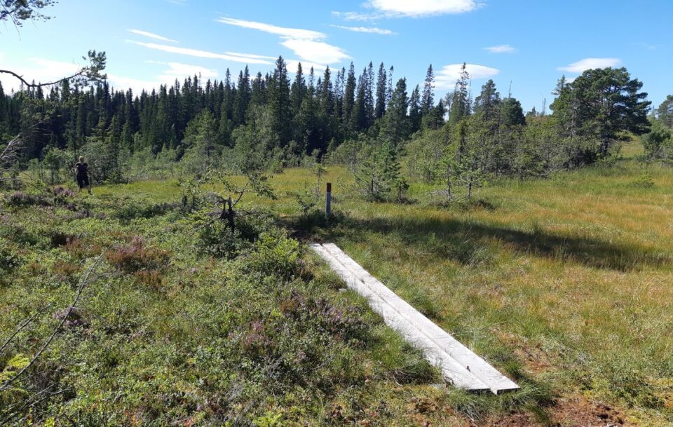 Boardwalk over lush vegetation on St Olav's Way Norway