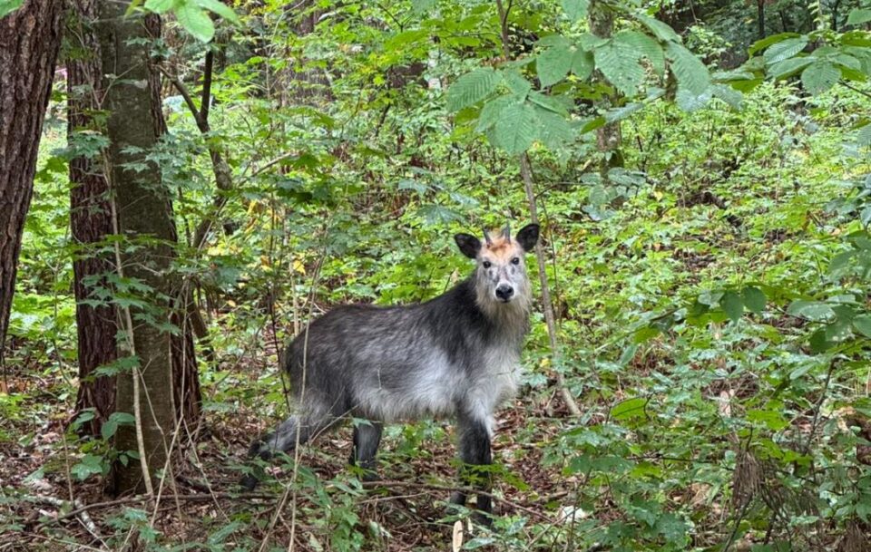 A Japanese serow (goat-antelope) in a dense forest on Japan's Michinoku Coastal Trail