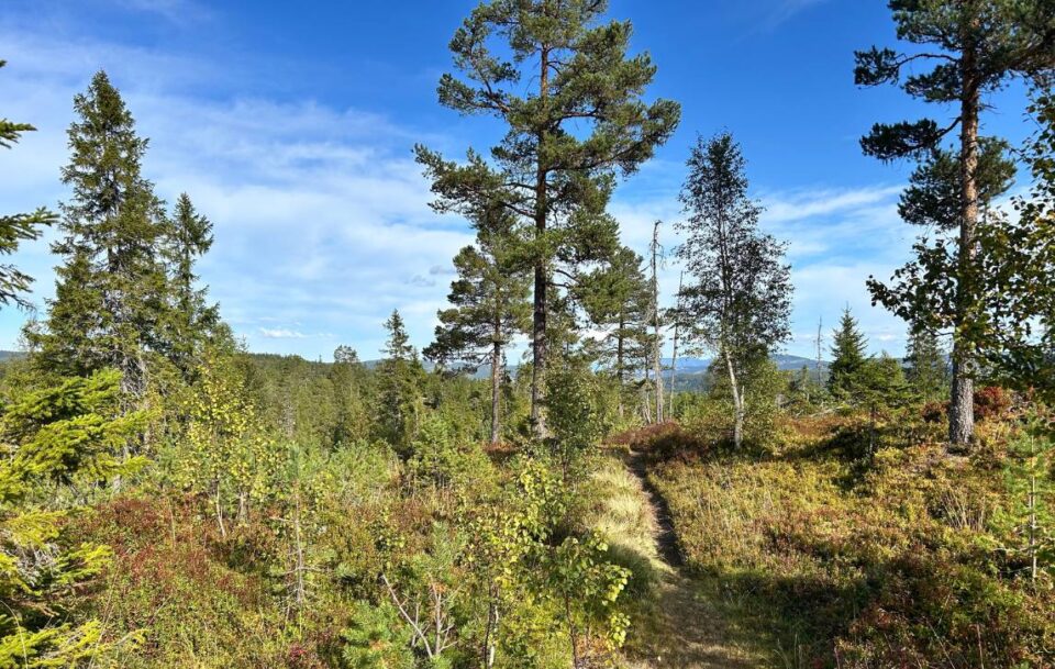 Forest path on St Olav's Way, Norway.