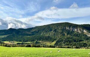 Mountains covered in pine forests overlooking green pastures dotted with sheep, St Olav's Way, Norway.