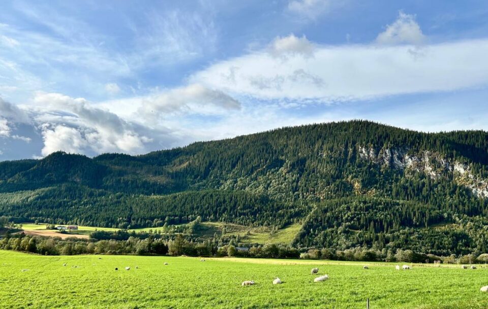 Mountains covered in pine forests overlooking green pastures dotted with sheep, St Olav's Way, Norway.