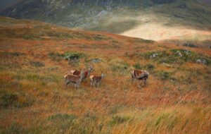 Herd of red deer camouflaged in the grassy heather-covered hills in the Scottish Highlands.