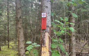 St Olav’s Way trail marker attached to a tree in a forest.