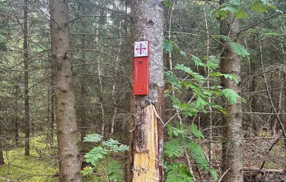 St Olav’s Way trail marker attached to a tree in a forest.