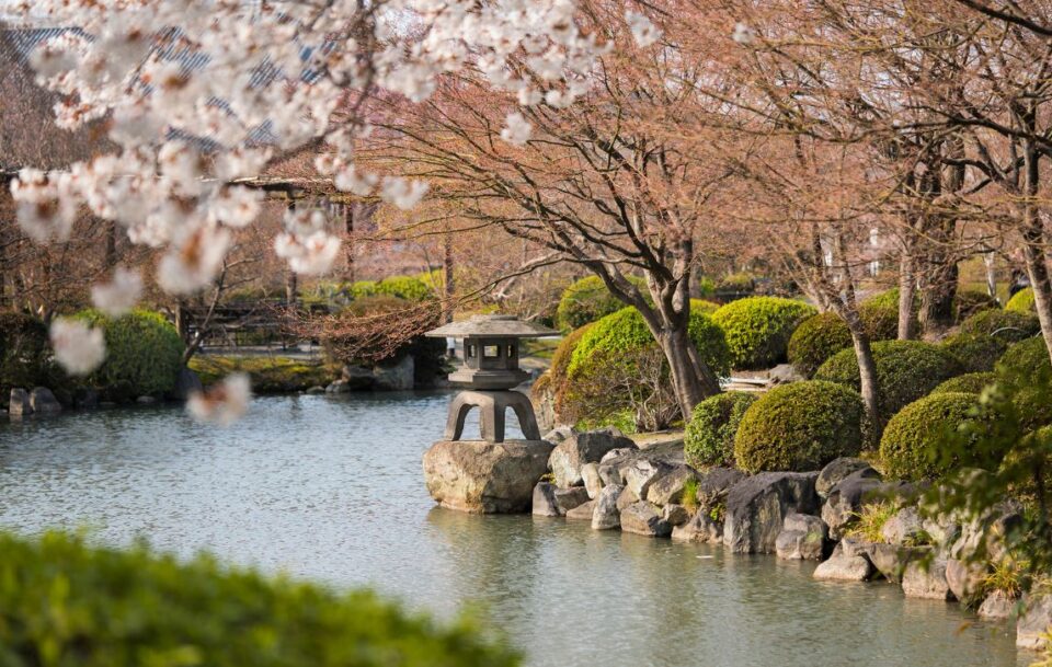 cherry blossoms in the japanese garden