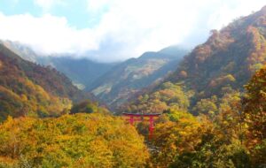 Dewa Sanzan - Great Torii Gate nestled amongst trees in Autumn
