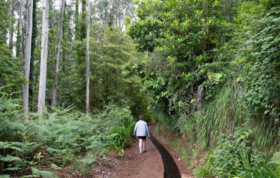 Hiker on a scenic walking path alongside lush greenery and water channels, Madeira.