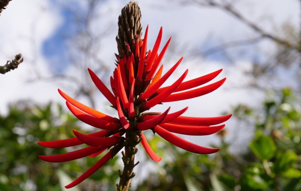 Closeup of dramatic red aloe vera flower blossom, common in the Madeira Islands.