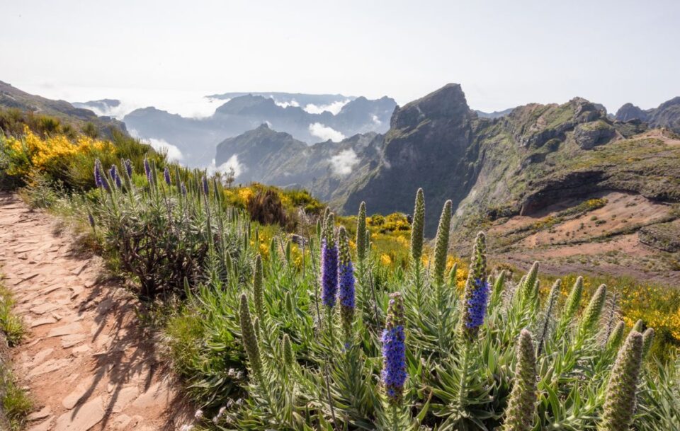 Blooming purple wildflowers called 'Pride of Madeira' alongside a hiking trail.