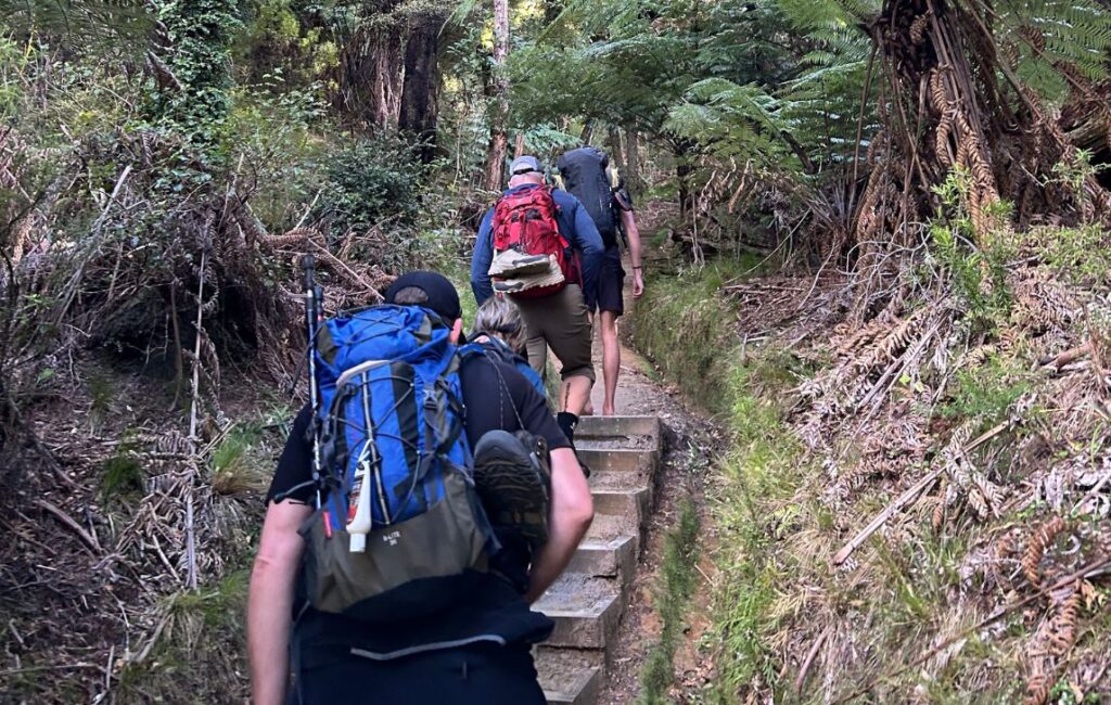 HIkers ascending wooden steps through the forest on the Abel Tasman Coast Track