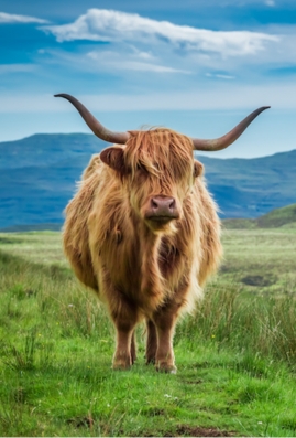 Highland cow with large horns standing in a grassy field.