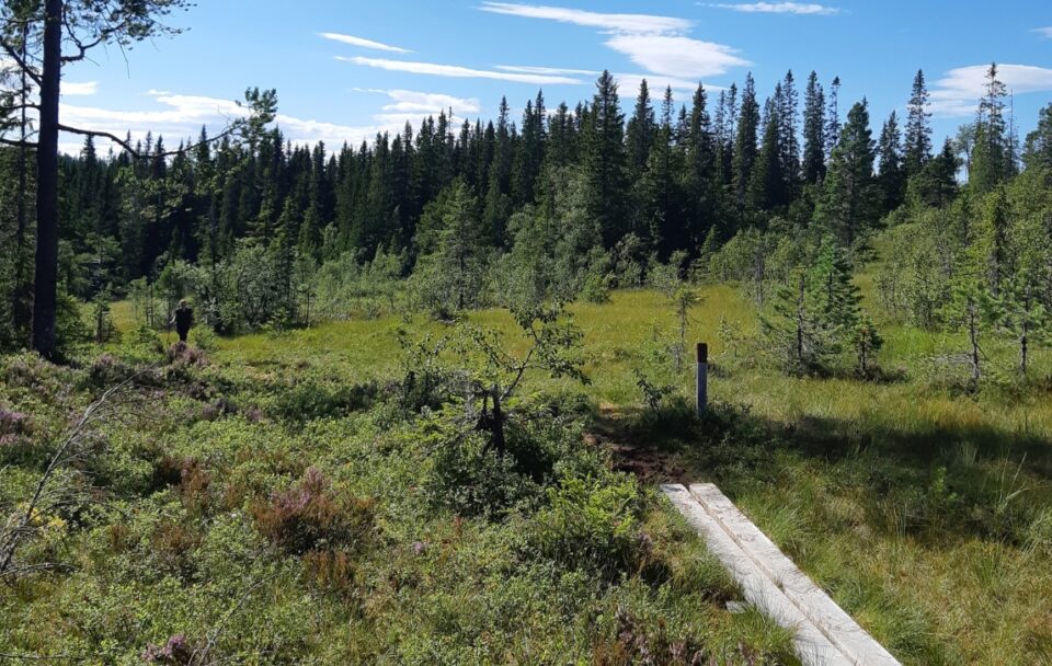 Walking trail. St Olav's Norway