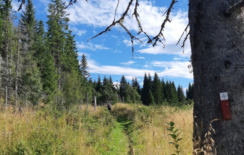 St Olav's Way nature