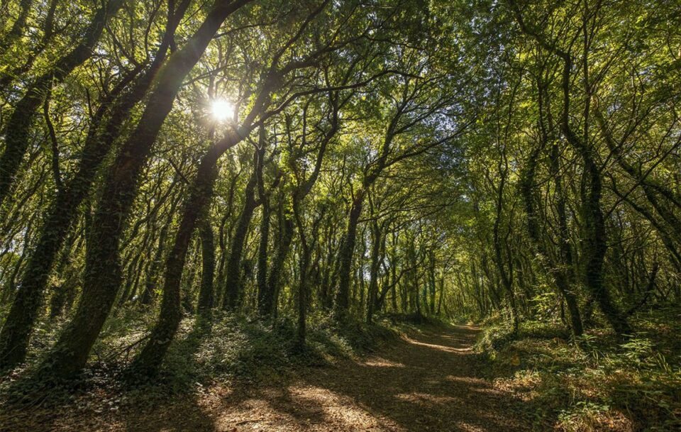 bosque-encantado, Camino Ingles