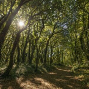 Camino Trail