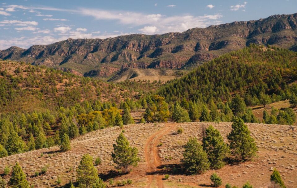 Flinder's Ranges Arkaba.