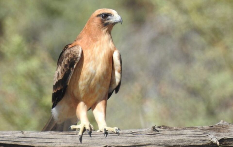 Birdlife Arkaba