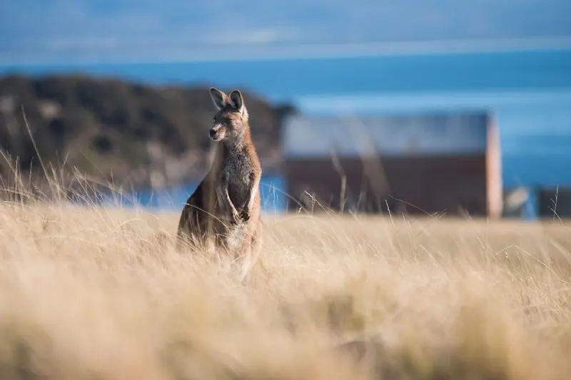 Kangaroo Maria Island