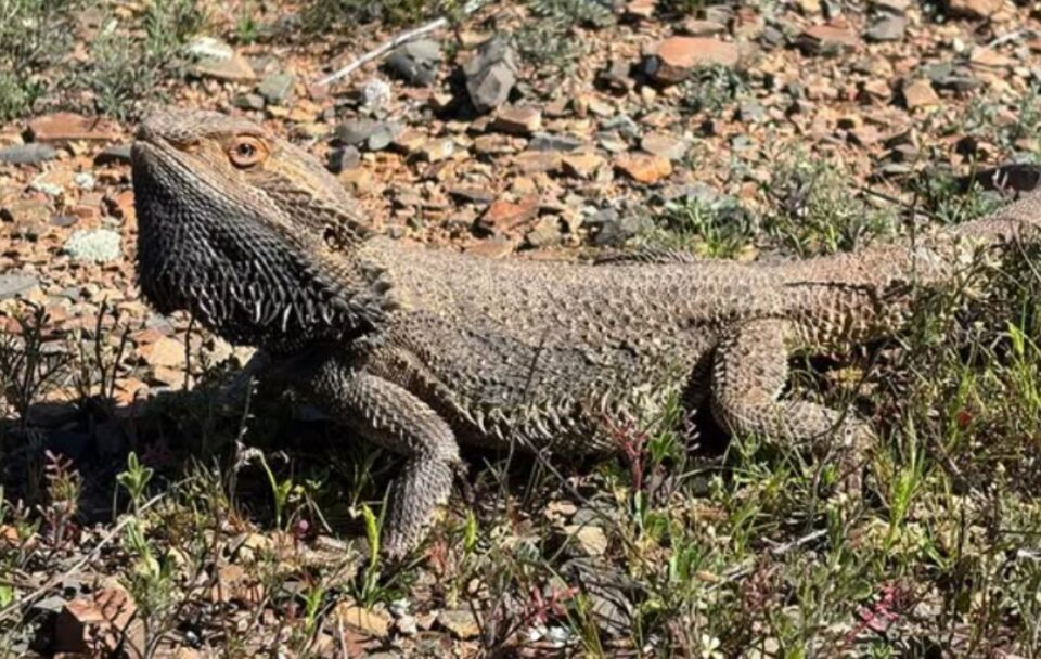 Reptile sunning in Arkaba outback